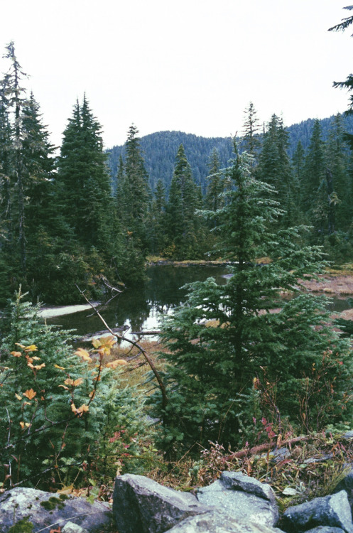 k0asts:  slanting:  Alesha Brown  ~