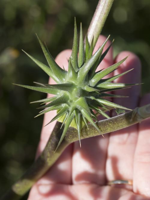 seed pod