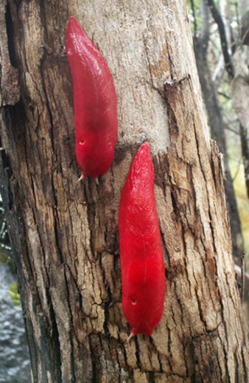 The Giant Pink Slugs of Mount Kaputar, AustraliaThese carnivorous slugs, scientifically named as Tri