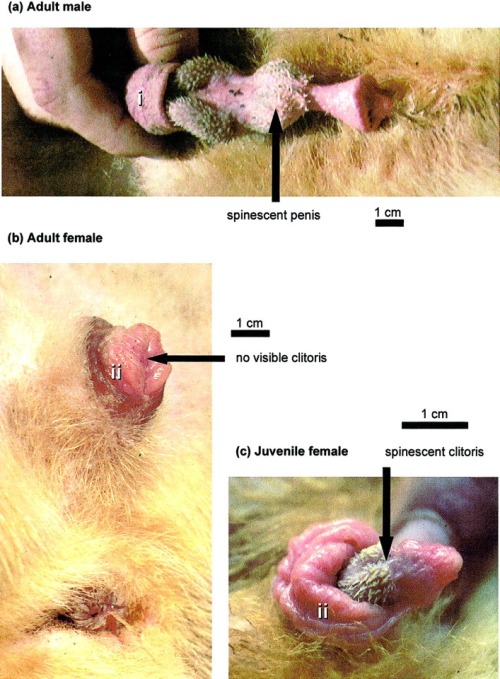 Panda genitalia! For both Male and Female Pandas