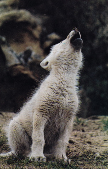 plastexxx:  National Geographic Magazine, May 1987, “At Home with the Arctic Wolf”.