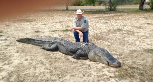 The largest alligator ever certified in Texas.