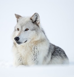 beautiful-wildlife:  Timberwolf (Canis lupus lycaon) by © Ralf Kistowski