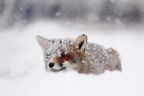 vurtual:Fox in the Snow (by Roeselien Raimond)