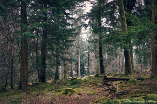 Dartmoor National Park UK