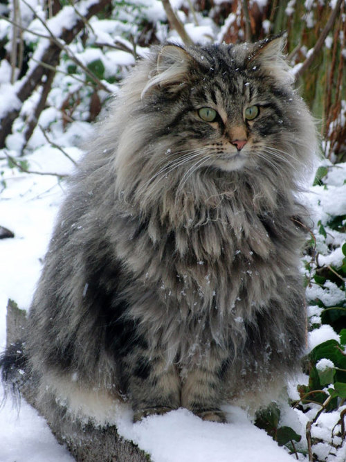geekybibliophile: glitterkitty4ever: sorceressnora: awesome-picz: Maine Coon Cats That Will Make You