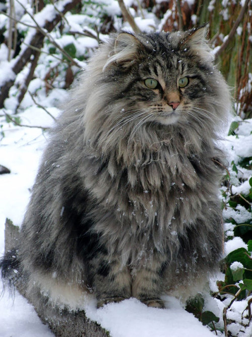 freshest-tittymilk:boredpanda:16+ Maine Coon Cats That Will Make Your Cat Look TinyI need two of the