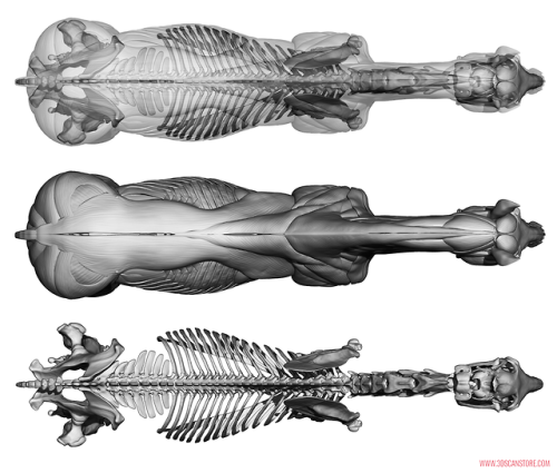 Equine Ecorche Reference Images. Model available to buy here ::  https://www.3dscanstore.com/ecorche