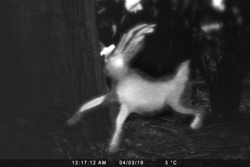 I’ve been wanting to do a set of cryptid trail cams for a while so I made a little tester!