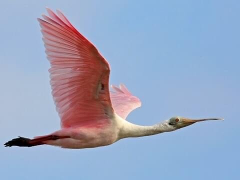 Roseate Spoonbill Appreciation Post