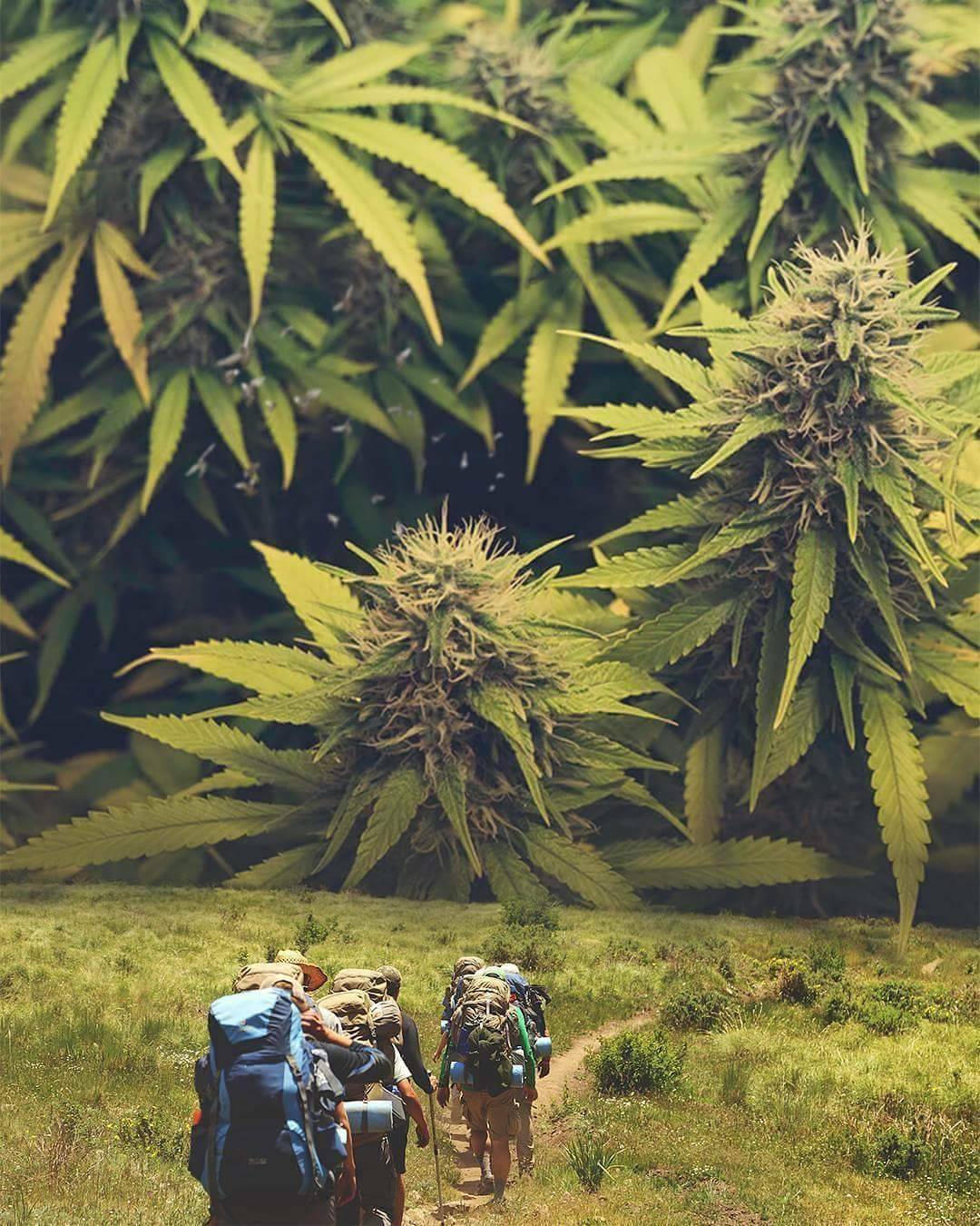 his-gypsy-rayne: sound-dream: 💚💚💚  🤣🤣🤣 