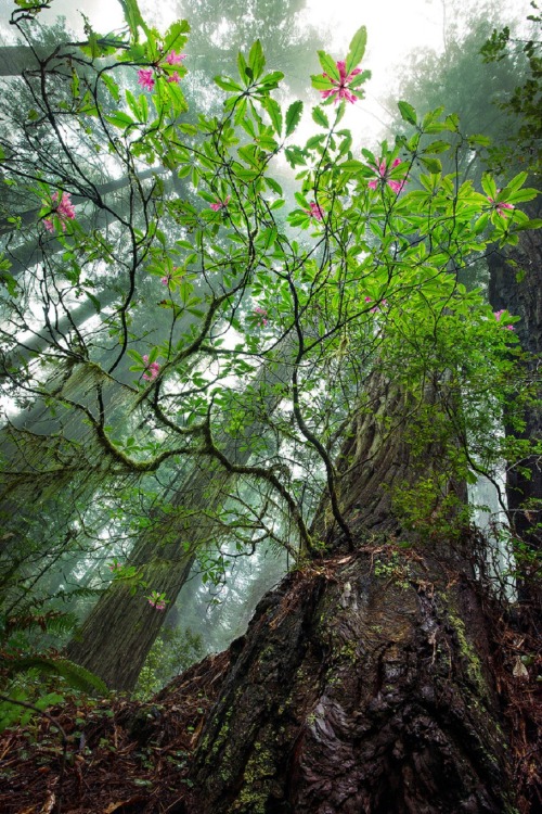 sublim-ature: Redwoods NP, CaliforniaBsam