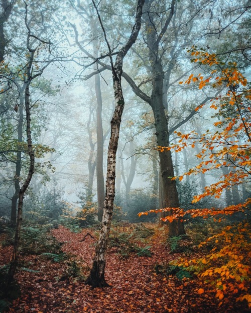 oneshotolive:  Misty, autumnal morning walk in Staffordshire, UK [3024 x 4032 OC] 📷: ell_is_here 