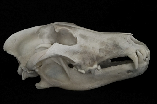 blackbackedjackal:Old Gray Wolf Skull 