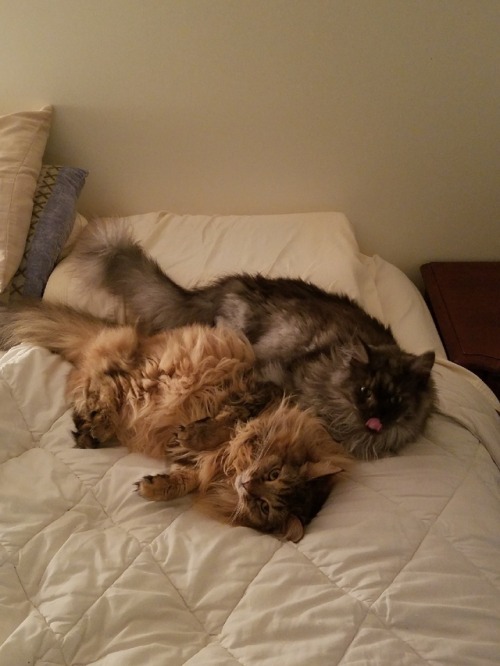 my2mainecoons:OK SO a few of you saw the post w the pic on the right….little did i know my bf tried 
