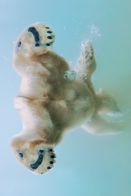 Porn photo heaven-ly-mind:  Water ballet by Olga Gladysheva