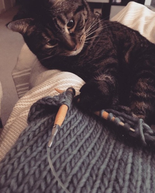 Mommy, I can haz? #catlady #knittersofinstagram #wip #lumpycat #handmade #weareknitters #signageswea