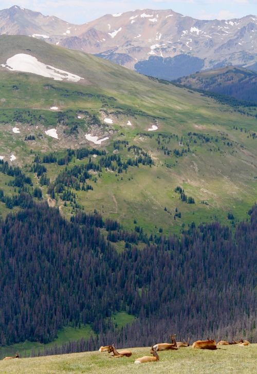 earlandladygray:The Continental Divide at Rocky Mountain National Park in Colorado is breathtaking. 