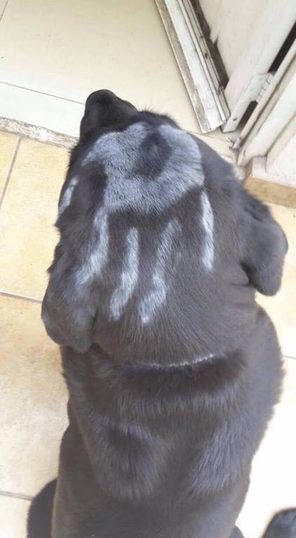 sixpenceee:   “Dog came back to the house as a member of the Uruk-hai” Posted