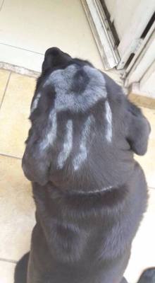 sixpenceee:   “Dog came back to the house as a member of the Uruk-hai” Posted on r/pics by u/anewhigh: redd.it/5jcvyv  