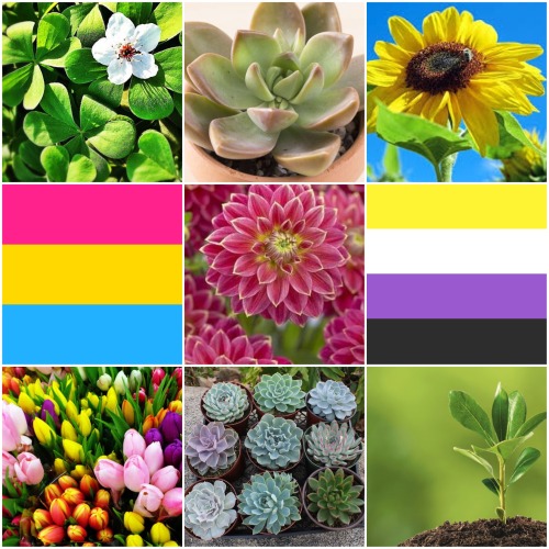 nb-positivity-images:Pansexual non binary plant moodboard