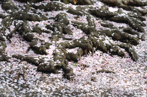 japan-esque:Sakura at Yasukuni Shrine