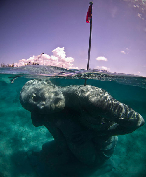 sixpenceee: This 18-foot-tall female Ocean Atlas sculpture can be found off the coast of the Bahamas. It was designed artist Jason deCaires Taylor. It’s part of an underwater museum called MUSA. (Article) 