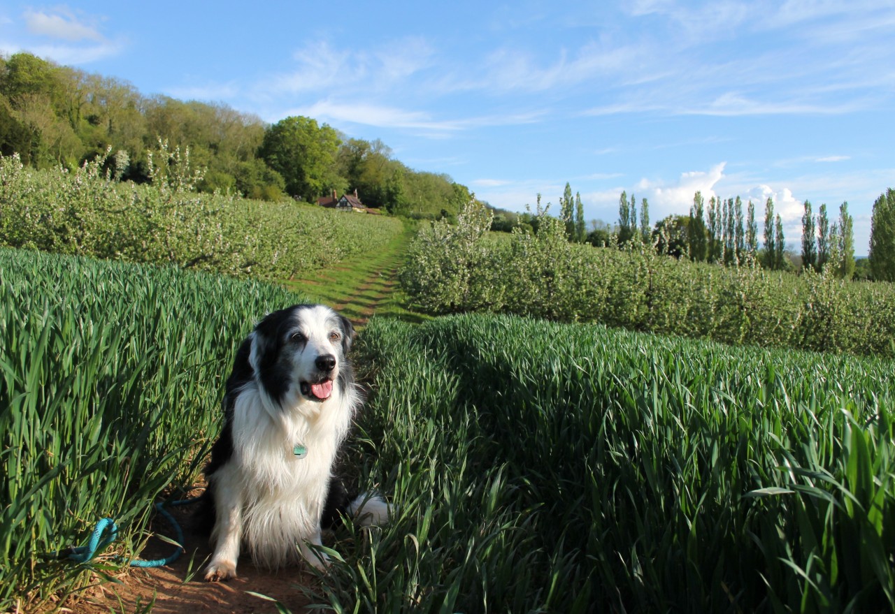 17th May Sunshine!!  Today Barney yelled at me until I let him come with us to the  but the poor guy was pretty stiff &...