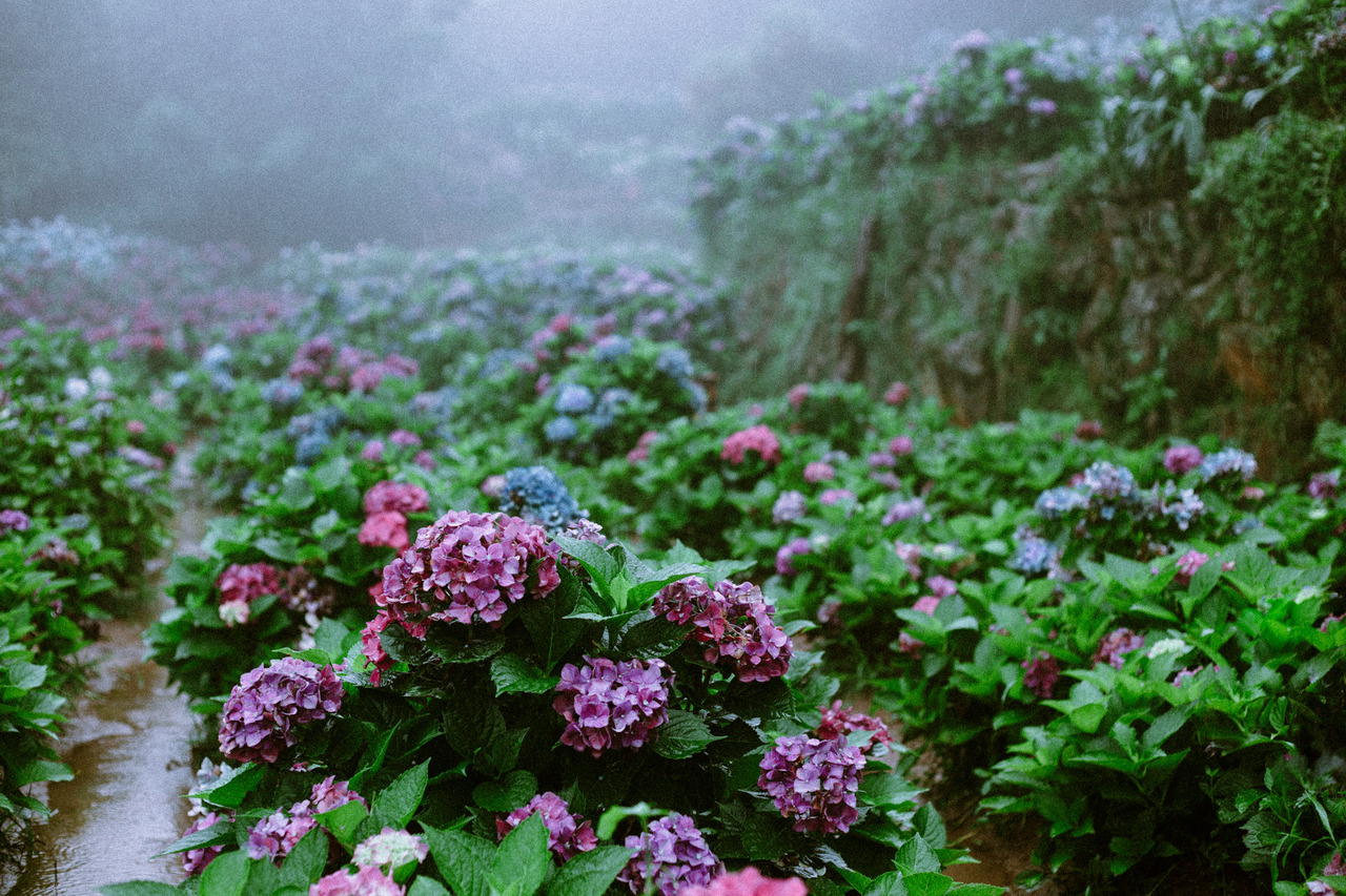 90377:   Rain // Fog // Hydrangea by WeiMinChen Photography  website | facebook |