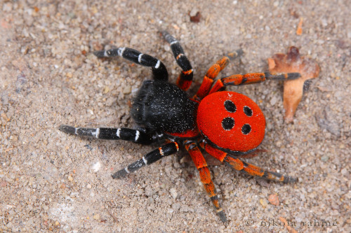 onenicebugperday: coolfire333: onenicebugperday: Ladybird velvet spiders, Eresus sp., HungaryFemale 