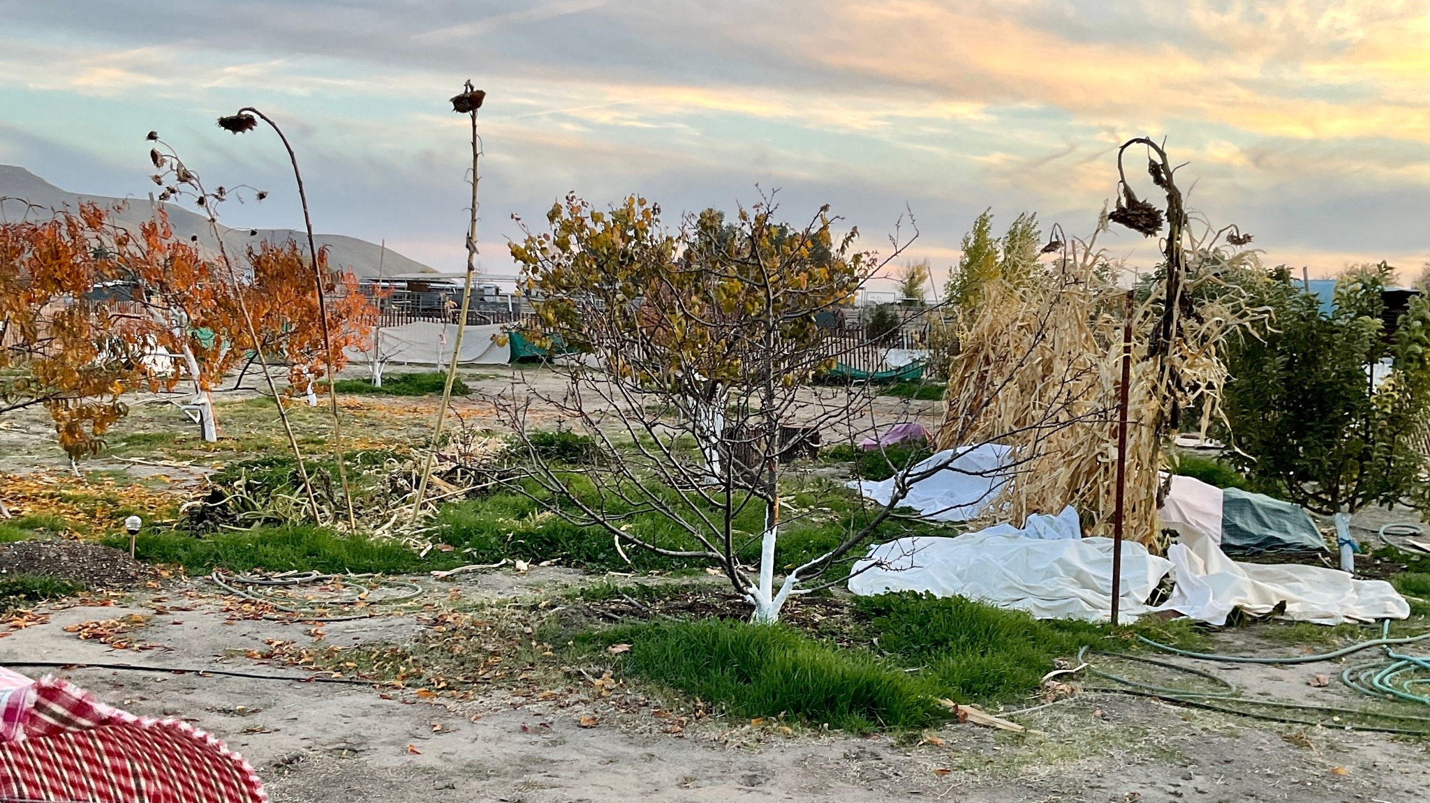 A wide shot of the orchard. The leaves of the fruit trees are red and orange or fallen entirely. Dry cornstalks are off to one edge. Several twelve-foot sunflower stalks with dry seedheads tower over everything.