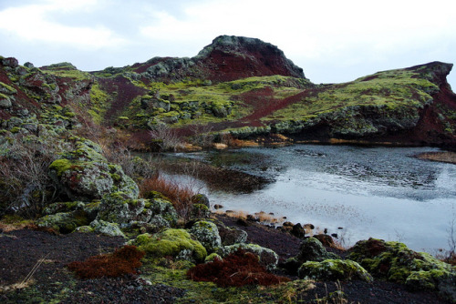 pineandantler: moss and red soil outside of reykjavik, iceland geoffmaterna