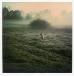 kittencrimson:  Andrei Tarkovsky’s Polaroids  