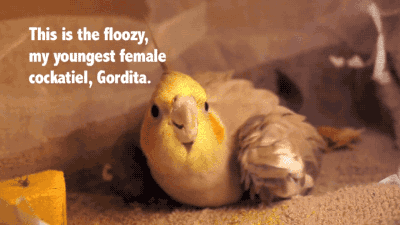 gifsboom:  Baby Cockatiels’ first 30 days. [video]
