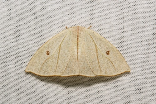 sinobug:MOTHS from Yunnan, ChinaClick on and scroll through images for individual IDs…..by Sinobug (