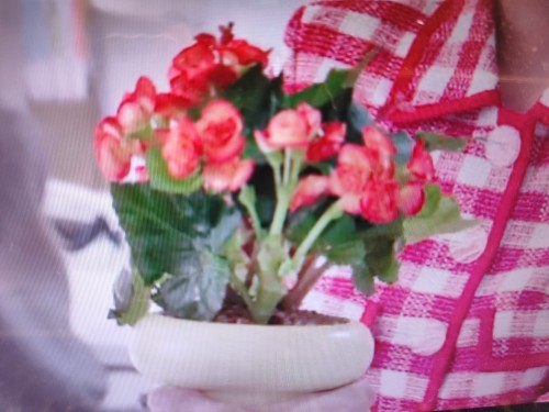BEGONIA WARNING I REPEAT BEGONIA WARNING.