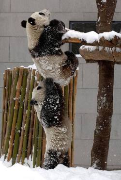 awwww-cute:  Bro,HELP!!!  teamwork!