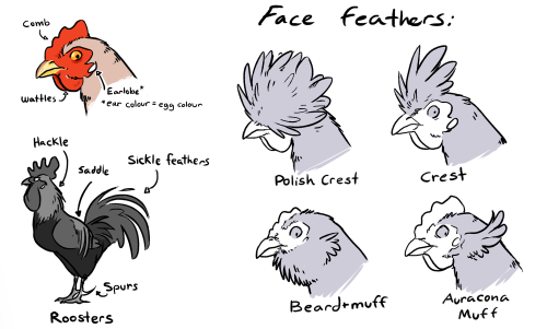 badcharacterdesign:luxtempestas:CHICKEN DIVERSITY MASTERPOSTsomething i put together that might also