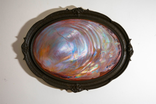 blondebrainpower:  Oil painting of a shell