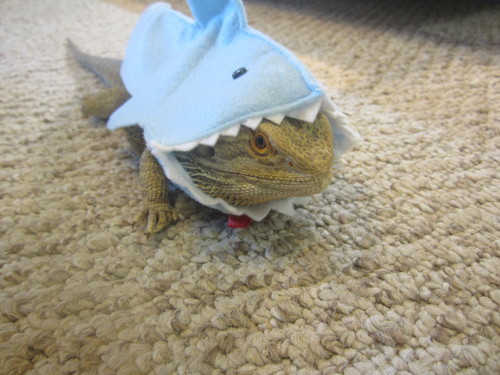 thingsonmydragon:shaaaaaaaaaaaaaark