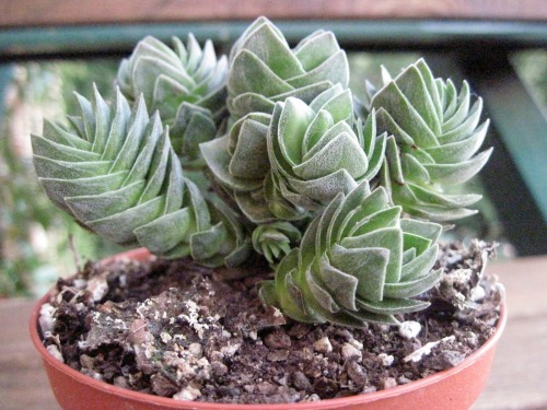 jruckman:Crassula ‘Buddhas Temple’This plant is a beautiful hybrid! It was created in 1959 by mixing