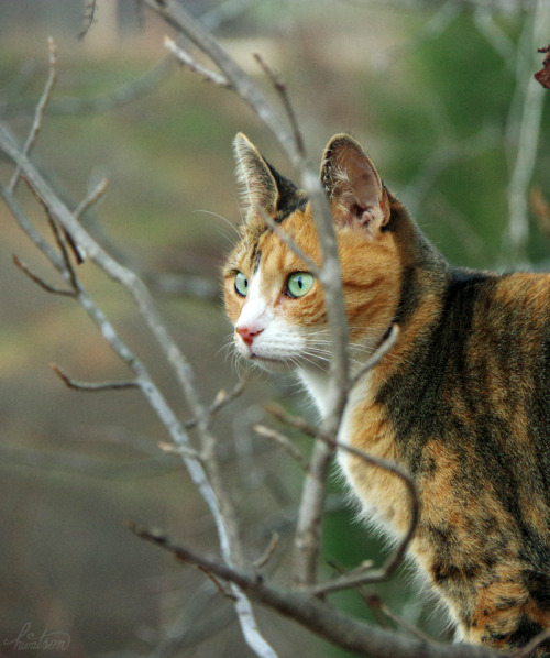 frolicingintheforest: My pretty kitty &lt;3