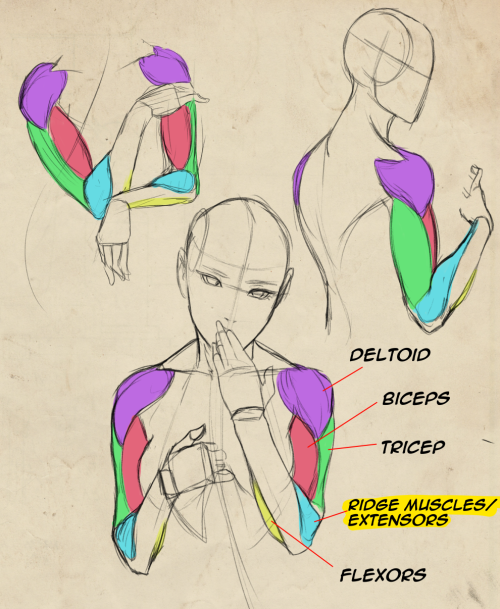 Some arm anatomy studies + notes. Also got a deviantart feature which is nice