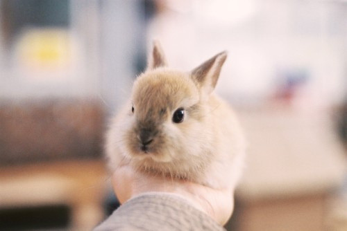 Baby Animal Posts