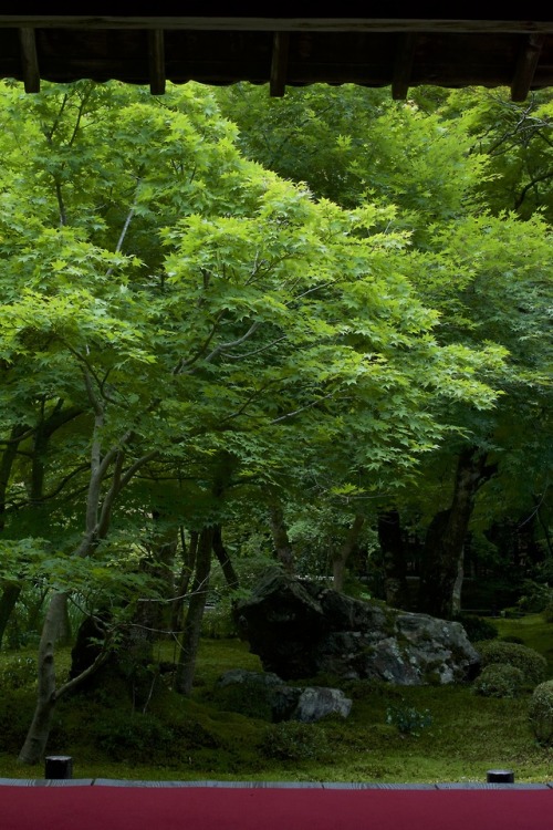 by NikonD7100 in Kyoto Japanwww.instagram.com/totophotopot/