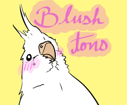 birbfriends: @sweetiesugarbird I drew Sugar for you!