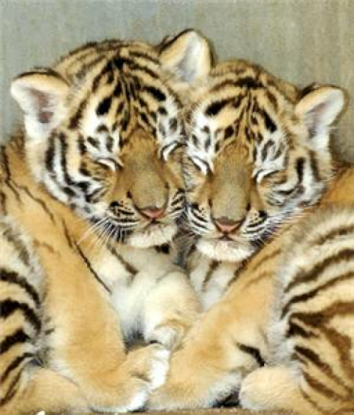 alltiger: tiger cubs cuddle