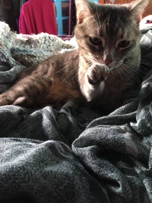 tumbler-of-cats:This is from @greenfondling, thanks!Submit your best cat pictures >here