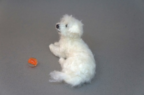 A needle felted Maltipoo I made.  About 4 inches long. 