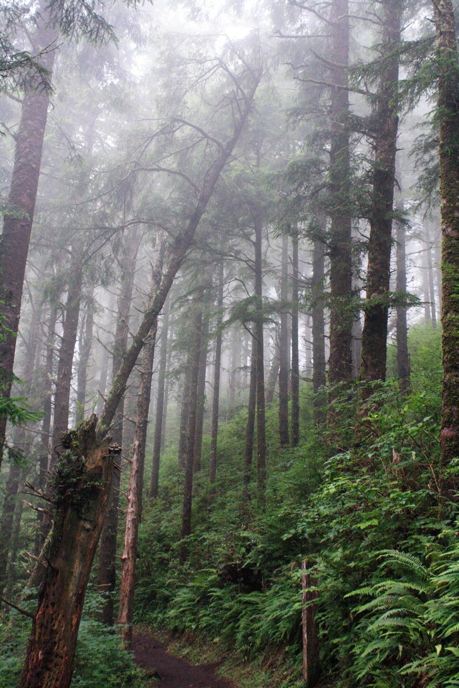 bright-witch:  Oregon Coast, by me. Please do not remove credit!